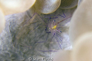 Bubble shrimp by Stan Flachs 